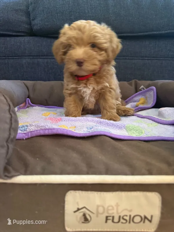 New born – Silky Terrier, Poodle - Toy  puppy for sale in Bronx, NY