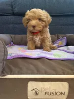 New born, a male Silky Terrier and Poodle - Toy  for sale in Bronx, NY – 1 of 10
