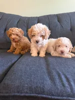 New born, a male Silky Terrier and Poodle - Toy  for sale in Bronx, NY – 2 of 10