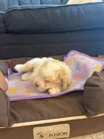 New born, a female Silky Terrier and Poodle - Toy  for sale in Bronx, NY – 3 of 10
