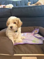 New born, a female Silky Terrier and Poodle - Toy  for sale in Bronx, NY – 8 of 10