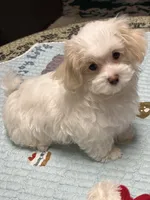 Grace, a female Maltese for sale in Chickamauga, GA – 1 of 2