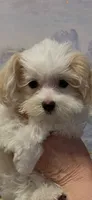 Faith, a female Maltese for sale in Chickamauga, GA – 2 of 2