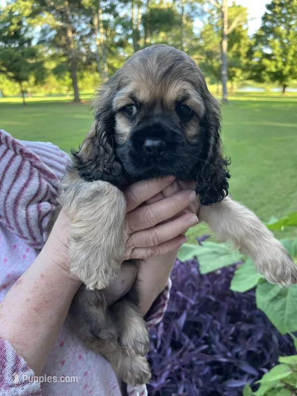 Girl 3 – Cocker Spaniel puppy for sale in Chickamauga, GA