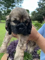 Girl 3, a female Cocker Spaniel for sale in Chickamauga, GA – 3 of 3
