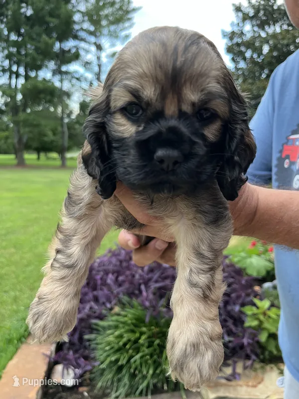 Girl 3 – Cocker Spaniel puppy for sale in Chickamauga, GA
