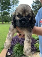 Girl 3, a female Cocker Spaniel for sale in Chickamauga, GA – 2 of 3