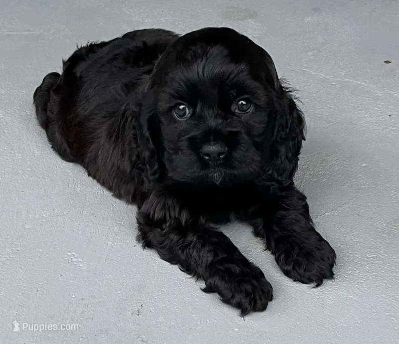 Girl 2 – Cocker Spaniel puppy for sale in Chickamauga, GA