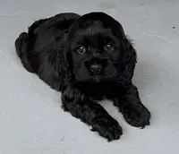 Girl 2, a female Cocker Spaniel for sale in Chickamauga, GA – 1 of 3