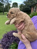 Boy , a male Cocker Spaniel for sale in Chickamauga, GA – 2 of 2