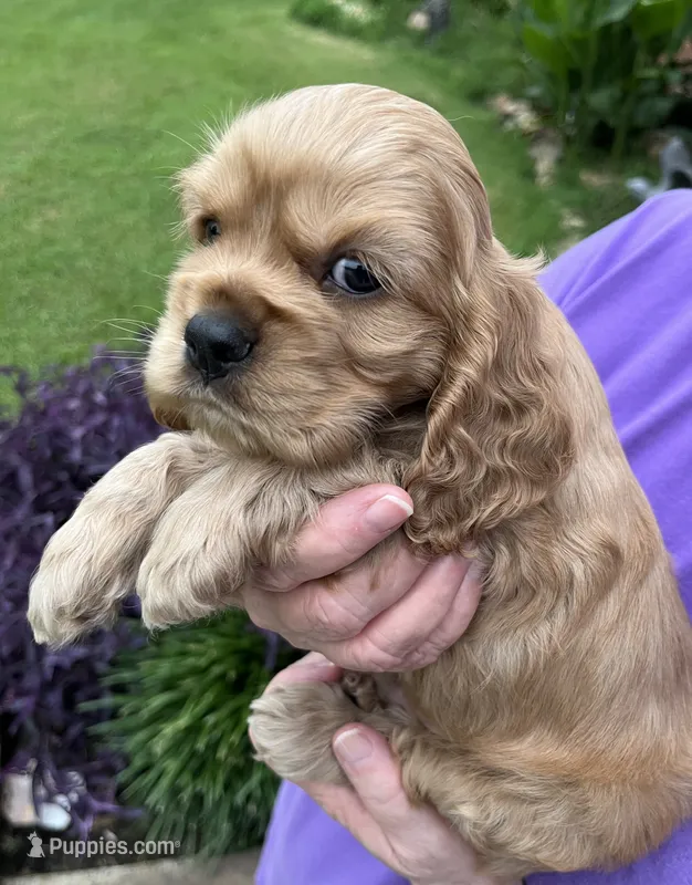 Boy  – Cocker Spaniel puppy for sale in Chickamauga, GA