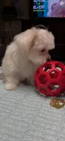 Miracle, a male Maltese for sale in Chickamauga, GA – 3 of 3