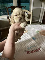 Girl 1, a female Cocker Spaniel for sale in Chickamauga, GA – 1 of 2