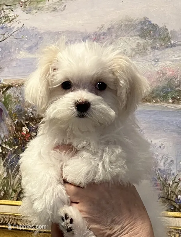 Miracle – Maltese puppy for sale in Chickamauga, GA