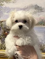 Miracle, a male Maltese for sale in Chickamauga, GA – 1 of 3