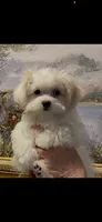 Miracle, a male Maltese for sale in Chickamauga, GA – 2 of 3