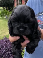 Girl 2, a female Cocker Spaniel for sale in Chickamauga, GA – 2 of 3