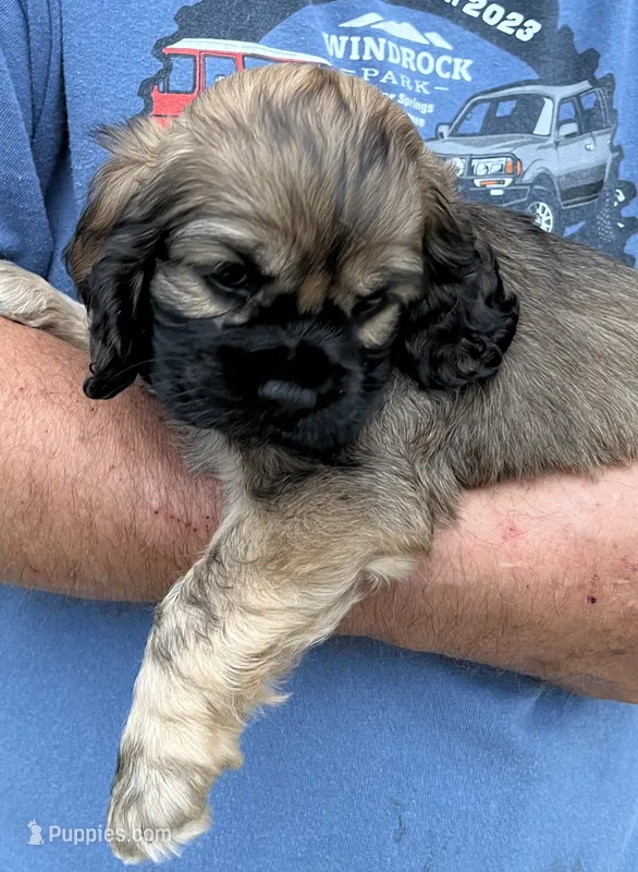 Girl 3 – Cocker Spaniel puppy for sale in Chickamauga, GA