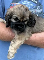 Girl 3, a female Cocker Spaniel for sale in Chickamauga, GA – 1 of 3
