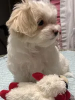 Grace, a female Maltese for sale in Chickamauga, GA – 2 of 2