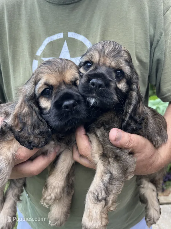 Girl 3 – Cocker Spaniel puppy for sale in Chickamauga, GA
