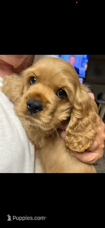 Boy  – Cocker Spaniel puppy for sale in Chickamauga, GA