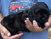 Girl 2, a female Cocker Spaniel for sale in Chickamauga, GA – 3 of 3