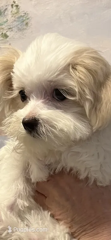 Faith – Maltese puppy for sale in Chickamauga, GA