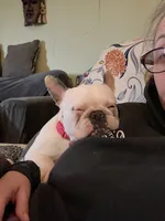 House Broke, a female French Bulldog for sale in Saint Clair, MI – Photo 5 of 9