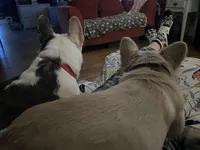 House Broke, a female French Bulldog for sale in Saint Clair, MI – Photo 9 of 9