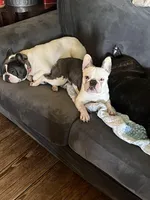 House Broke, a female French Bulldog for sale in Saint Clair, MI – Photo 4 of 9