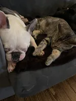 House Broke, a female French Bulldog for sale in Saint Clair, MI – Photo 8 of 9