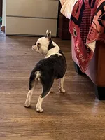 House Broke, a female French Bulldog for sale in Saint Clair, MI – Photo 7 of 9