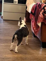 House Broke, a female French Bulldog for sale in Saint Clair, MI – Photo 6 of 9