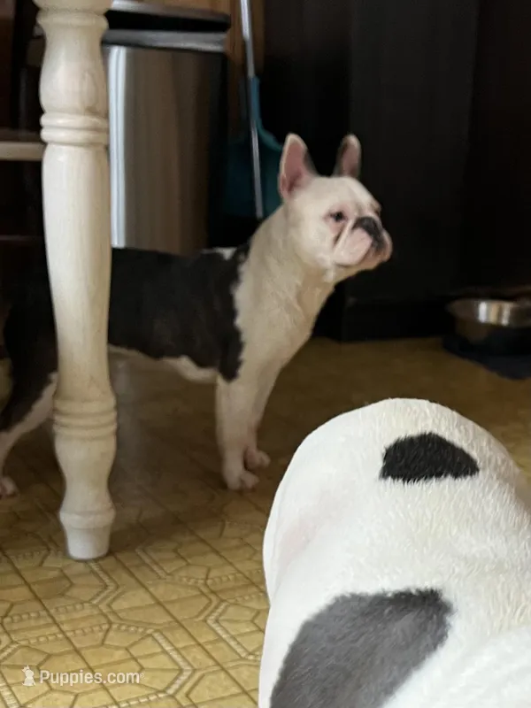 House Broke – French Bulldog puppy for sale in Saint Clair, MI