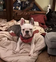 House Broke, a female French Bulldog for sale in Saint Clair, MI – Photo 2 of 9