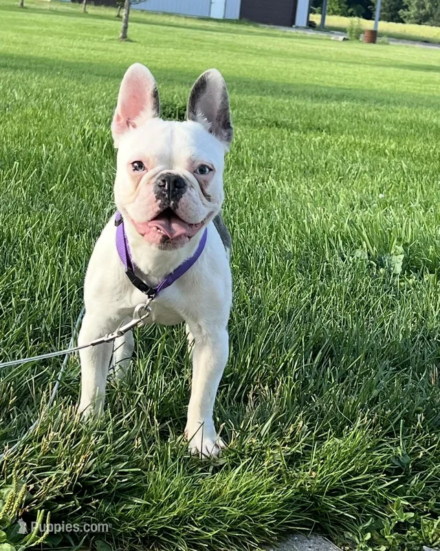 House Broke – French Bulldog puppy for sale in Saint Clair, MI