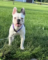 House Broke, a female French Bulldog for sale in Saint Clair, MI – Photo 3 of 9