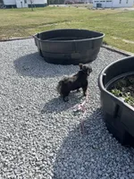 Belle, a female French Bulldog for sale in Saint Clair, MI – Photo 5 of 5