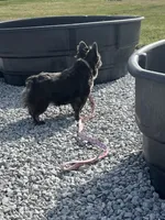 Belle, a female French Bulldog for sale in Saint Clair, MI – Photo 2 of 5