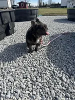 Belle, a female French Bulldog for sale in Saint Clair, MI – Photo 4 of 5