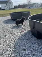 Belle, a female French Bulldog for sale in Saint Clair, MI – Photo 3 of 5