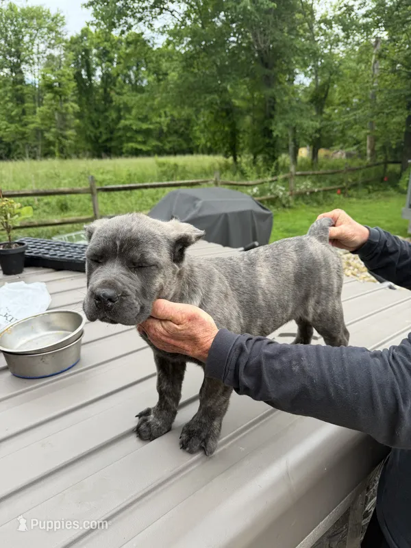 Vito – Cane Corso puppy for sale in Byesville, OH