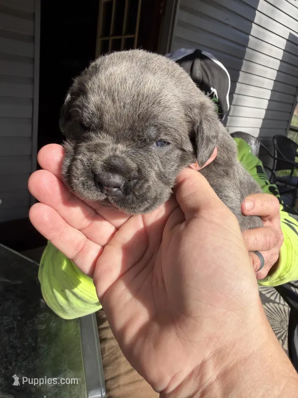 Chase – Cane Corso puppy for sale in Byesville, OH