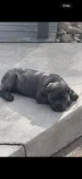 Vinny, a male Cane Corso for sale in Byesville, OH – 3 of 3