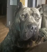 Vinny, a male Cane Corso for sale in Byesville, OH – 2 of 3