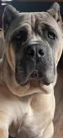 Vinny, a male Cane Corso for sale in Byesville, OH – 1 of 3