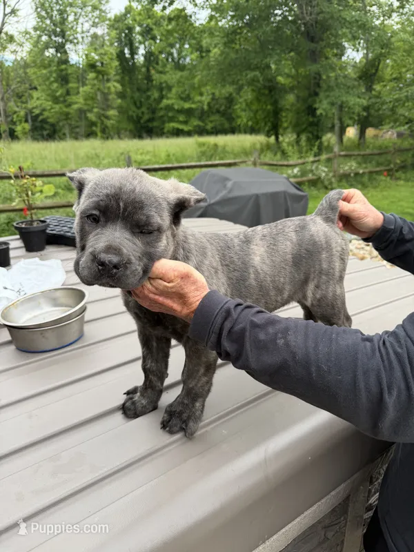 Vinny – Cane Corso puppy for sale in Byesville, OH