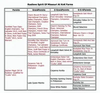 Ruby, a female Labrador Retriever for sale in Rolla, MO – Photo 4 of 8