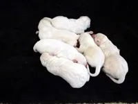 Ruby, a female Labrador Retriever for sale in Rolla, MO – Photo 7 of 8